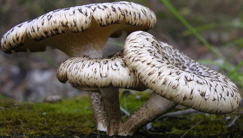 Lentinus tigrinus (Bull.) Fr